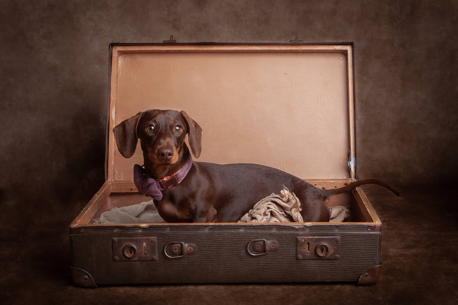 Chocolate Miniature Dachshund wearing the pink amethyst tweed dog collar and bow by Dash Of Hounds