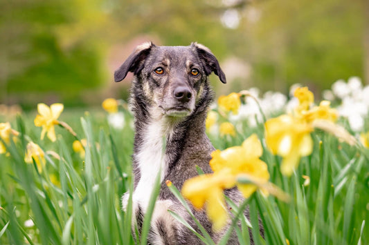 Mixed breed dog with daffodils