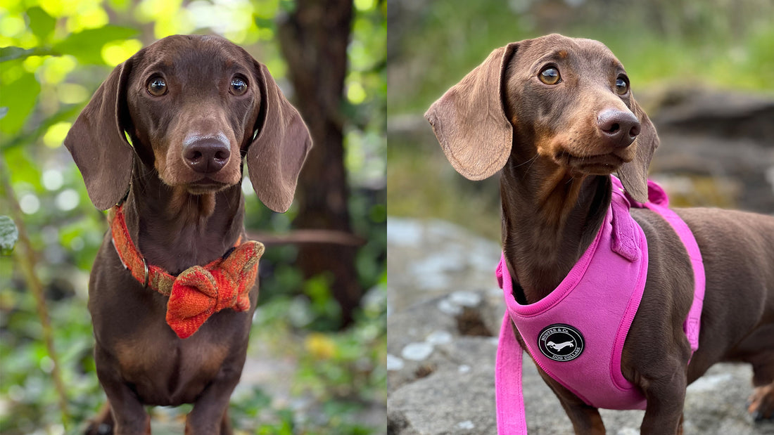 Miniature Dachshund wearing a Harris Tweed Dog Collar and also wearing the Pink Velvet Harness by Hunter & Co. Dog Collars