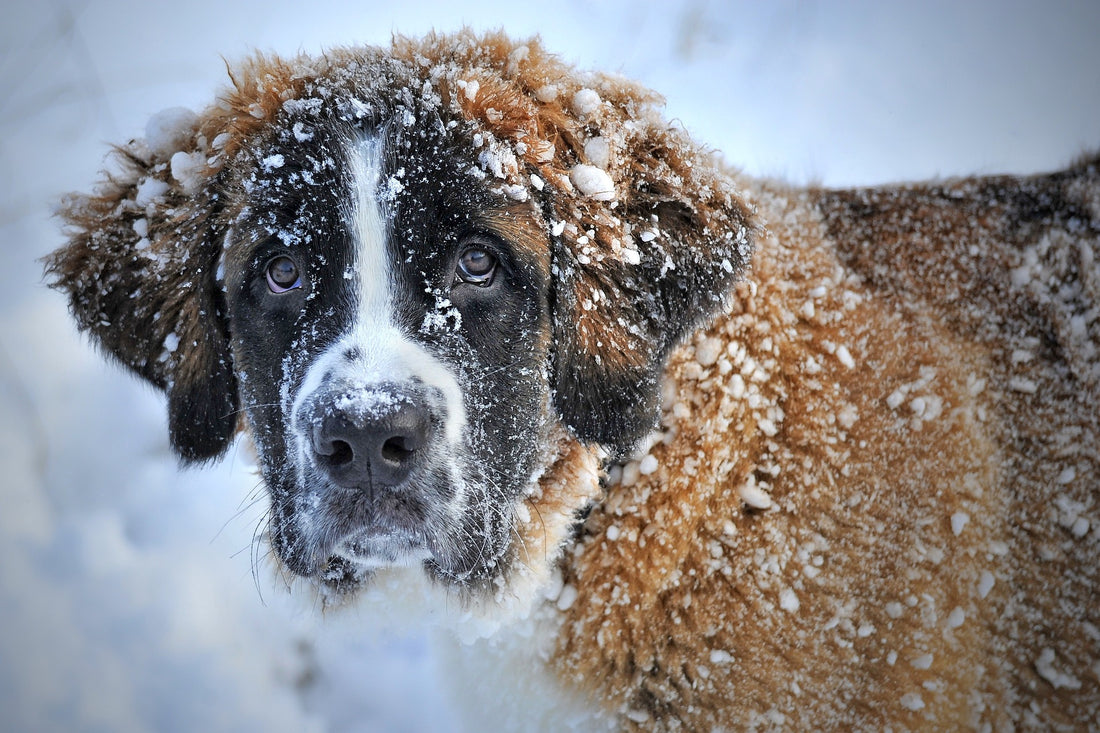 Dog's fur covered in snow