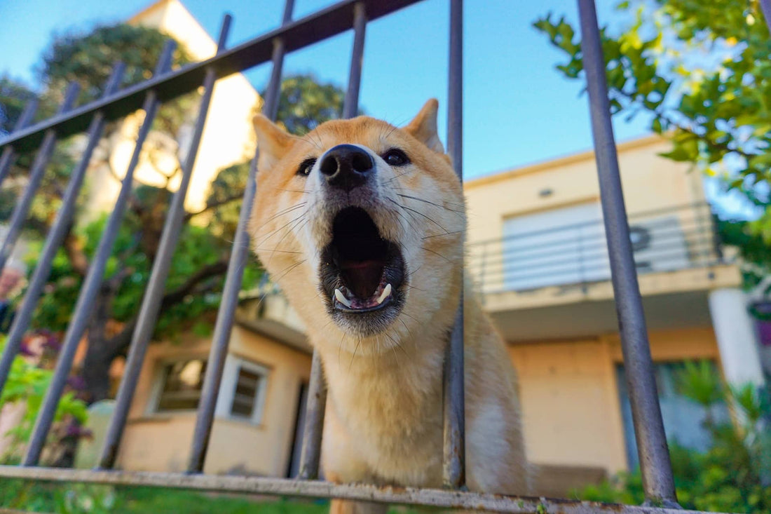 Dog barking through fence