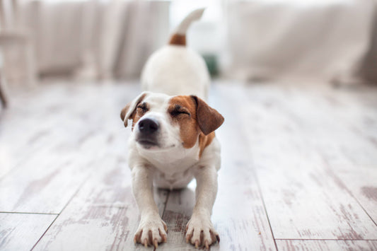 Jack Russel Stretching