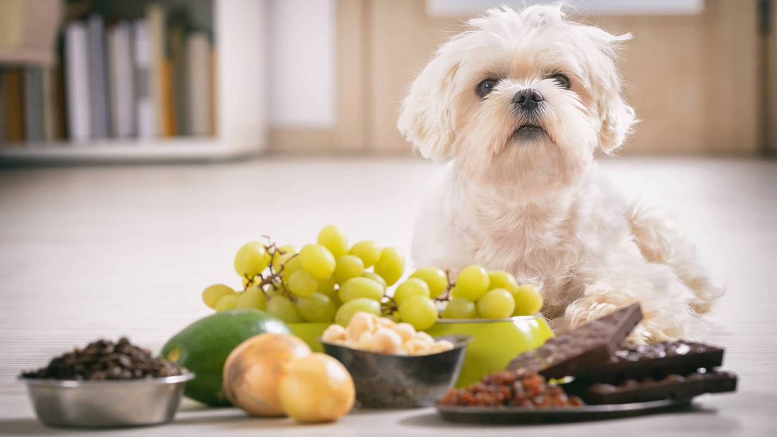 Dog with dangerous food such as chocolate, raisins, grapes, onions and more