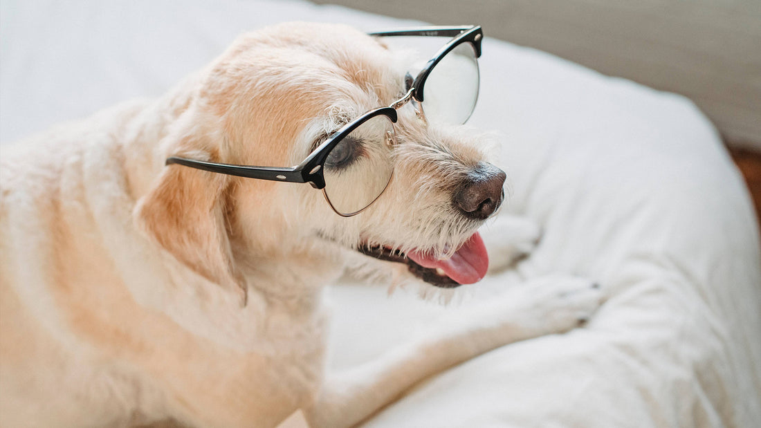 All white Jack Russell Terrier wearing glasses