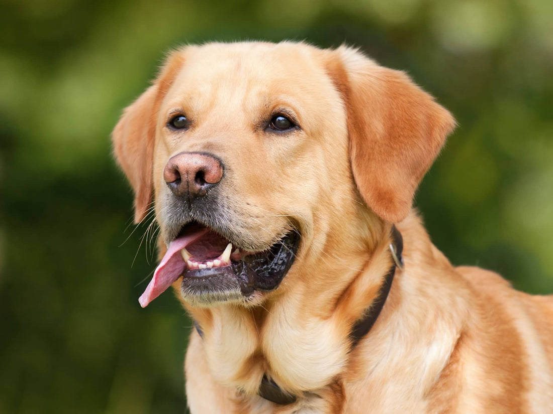 Labrador Retriever with tongue out