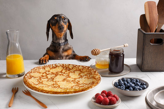 Dachshund eating our Dog friendly banana pancake recipe