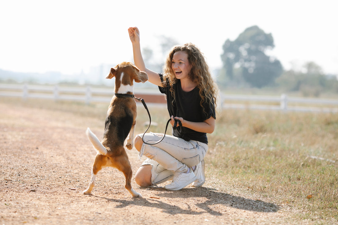 Woman training her Beagle using our Dog Training Tips.