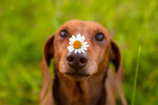 White Daisy on Dachshund's Snout