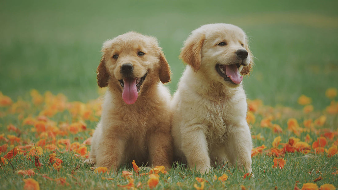 Labrador Puppies sat in a field with their tongues out