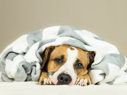 Dog lying down with a blanket