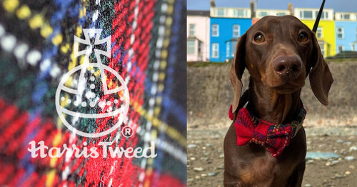 Dachshund wearing a Harris Tweed Dog Collar and Bow