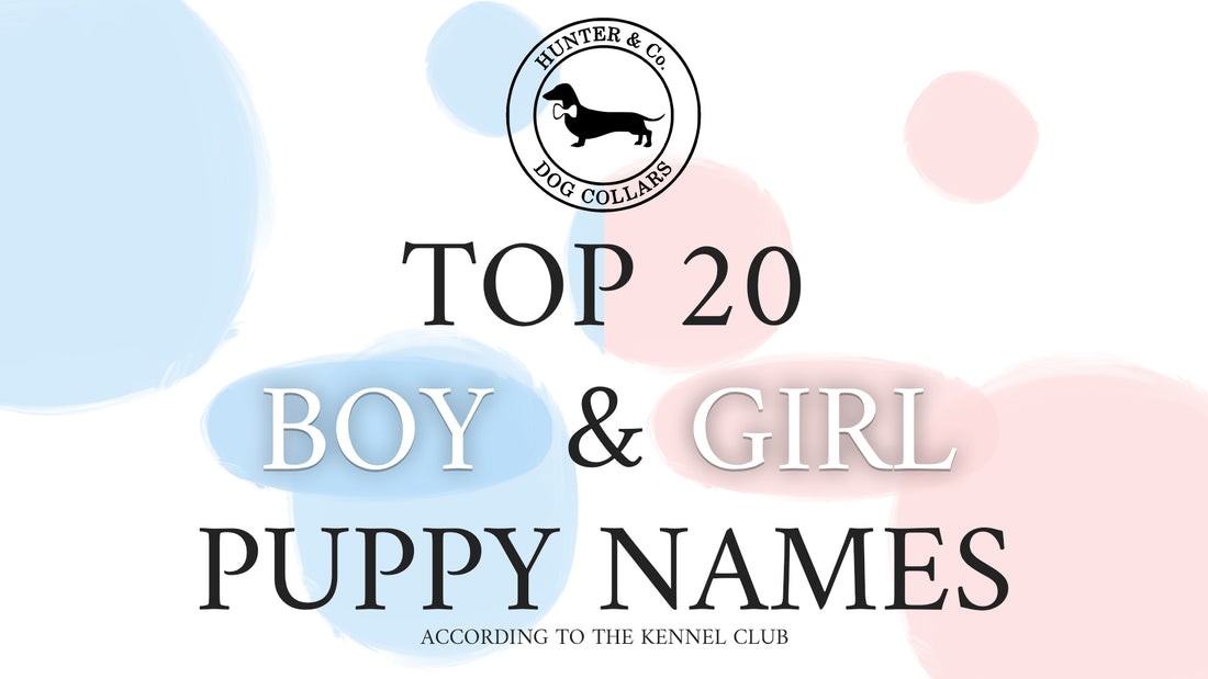 Top 20 Male and Female Puppy Names of 2022