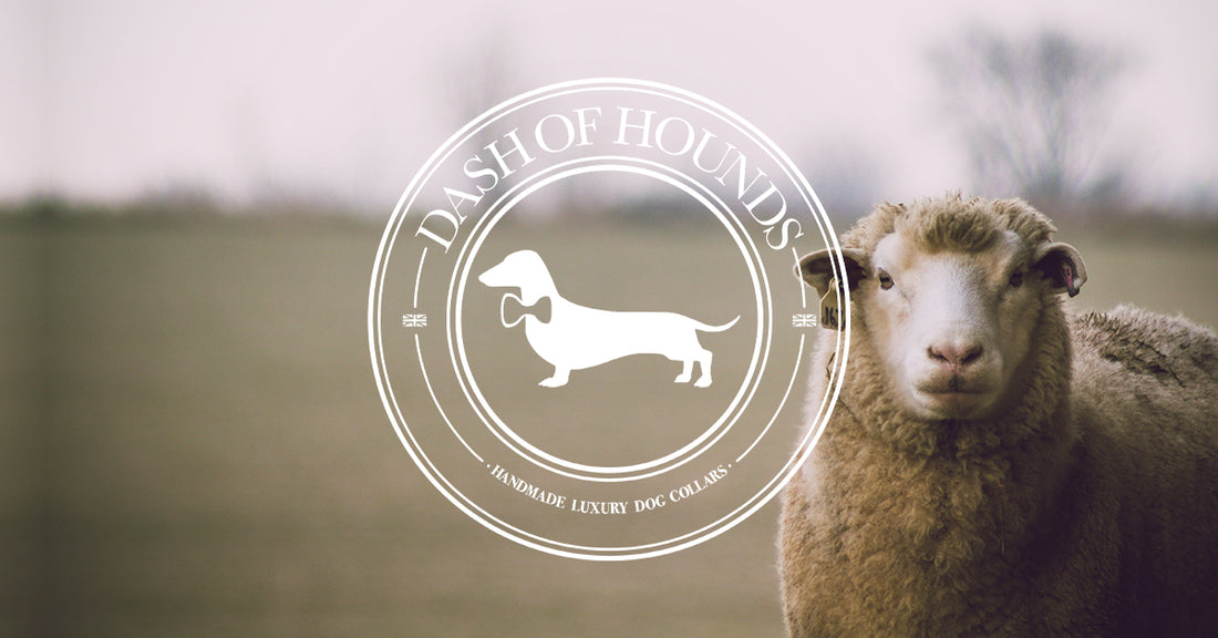 Why Wool Matters: The Sustainable Material Used by Dash Of Hounds