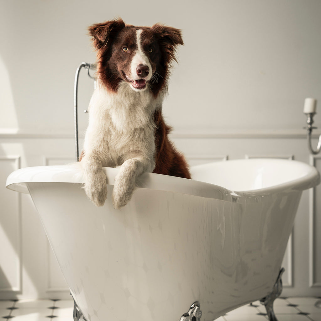 Dog being washed using Pawfection dog and puppy shampoo and cologne by Hunter & Co. which is perfect for dog grooming