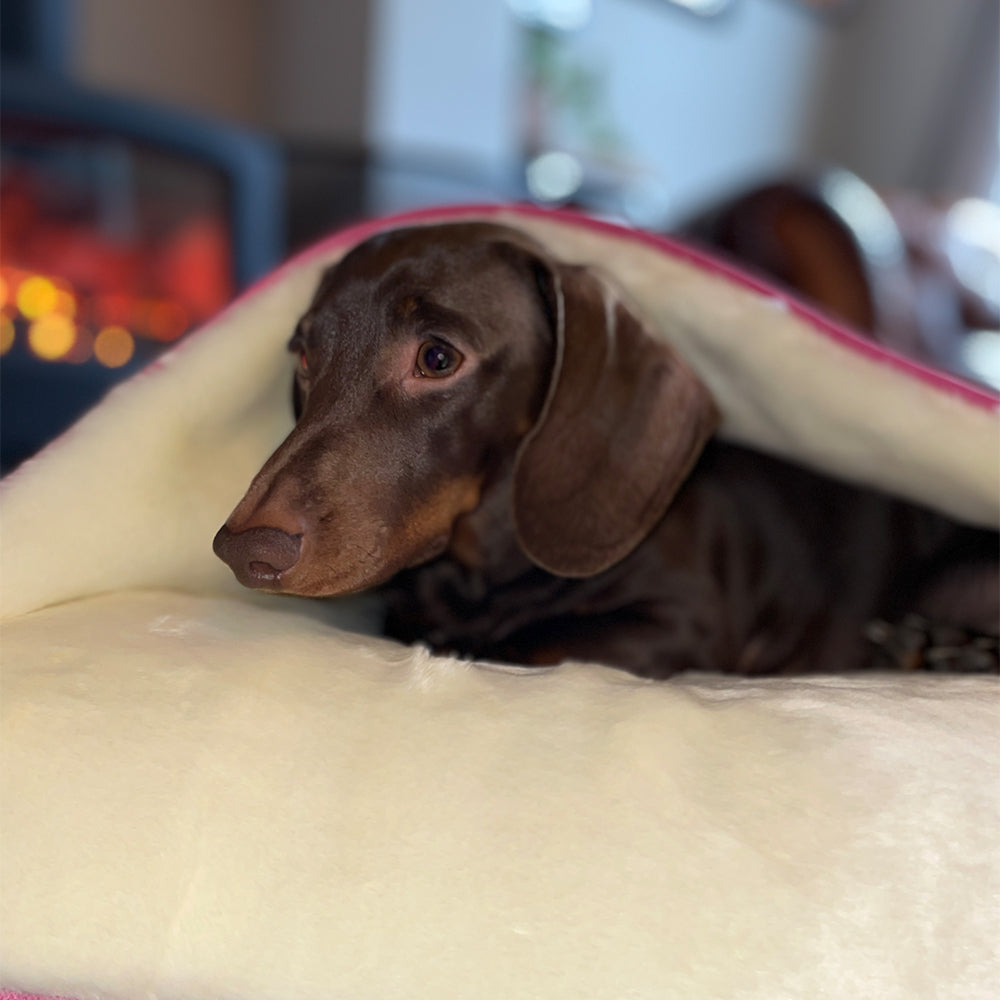 Miniature Dachshund in a Snuggle Cave Dog Bed by Hunter & Co. Dog Collars made in the UK