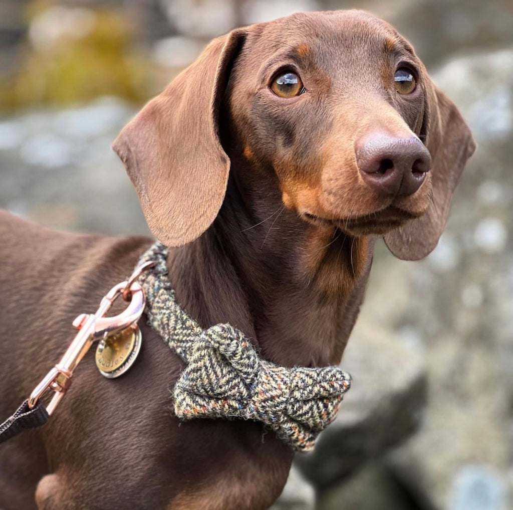 Chocolate Miniature Dachshund wearing the Harris Tweed Dog Collar, Bow and Lead Set by Hunter & Co. Dog Collars