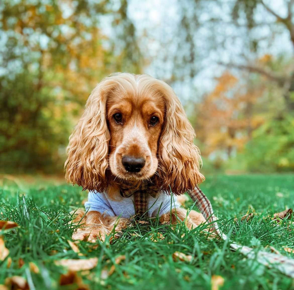 Golden Cocker Spaniel wearing the gun club tweed adjustable dog harness by Dash Of Hounds