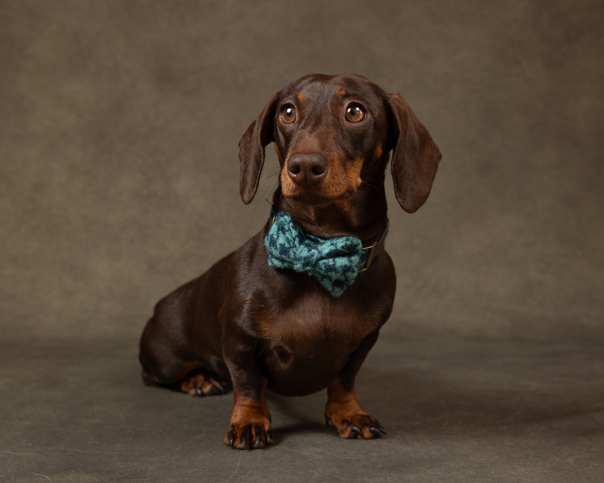 Turquoise Blue Dogtooth Tweed Dog Collar Bow & Lead Set Dash Of Hounds