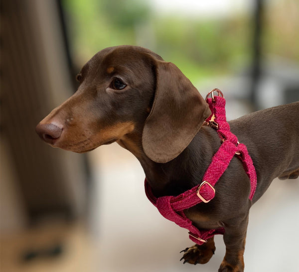 Candy Pink Tweed Dog Harness Dash Of Hounds