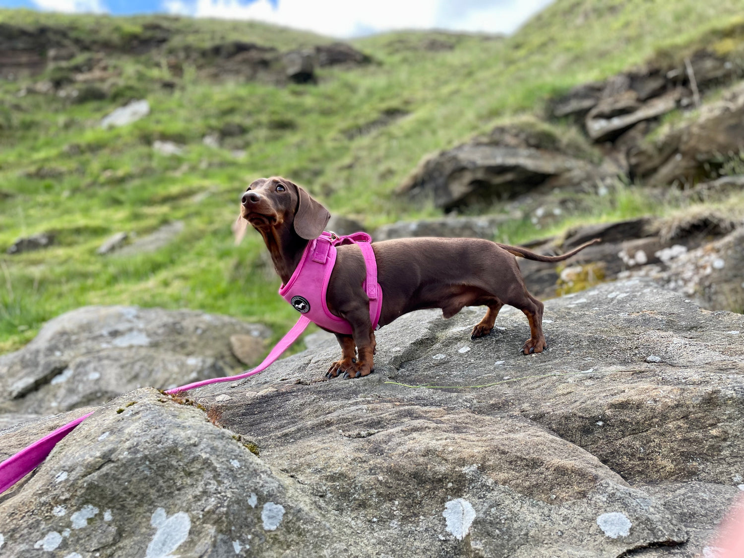 Miniature Dachshund wearing the pink velvet harness set with lead and poo bag with rose gold hardware, Mini Doxie, Sausage Dog, Puppy Harness, Dog Harness, Dog Collar, Weiner Dog, Handmade Harness, Handmade Collar, Dog Bow Tie, Pup, Dash Of Hounds
