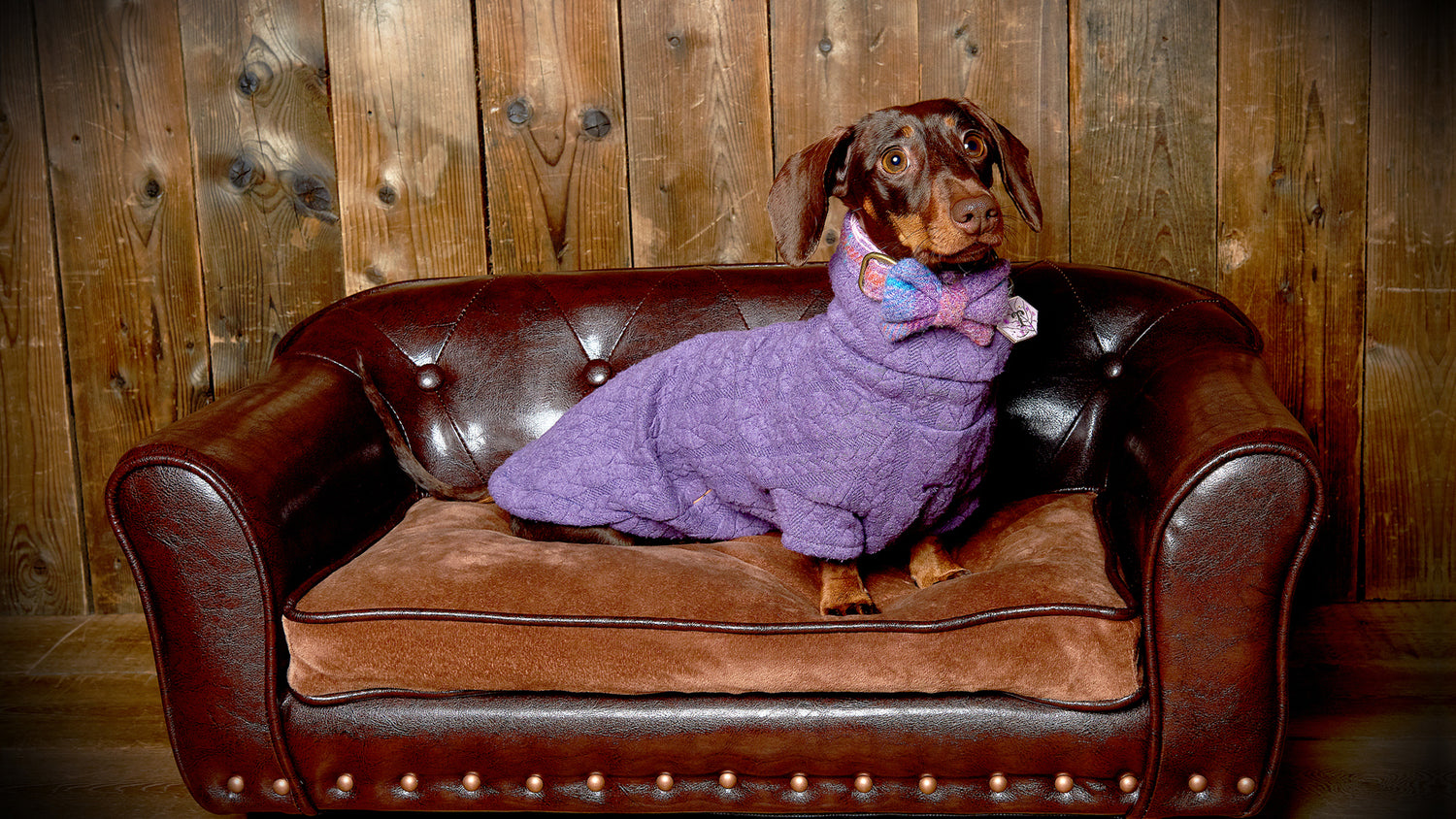 Miniature Dachshund wearing a purple and pink Harris Tweed dog collar by Dash Of Hounds