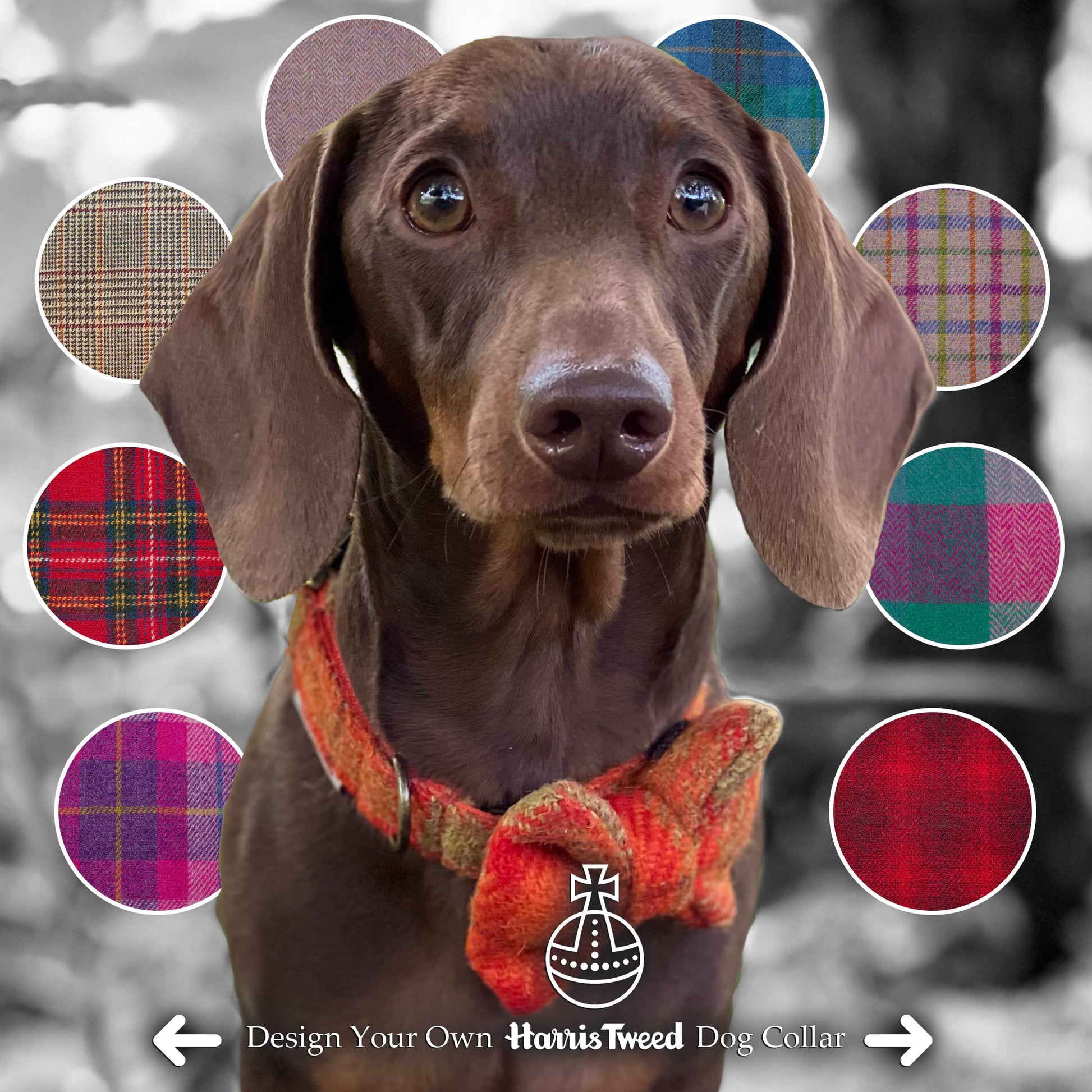 Design Your Own Harris Tweed® Dog Collar Dash Of Hounds