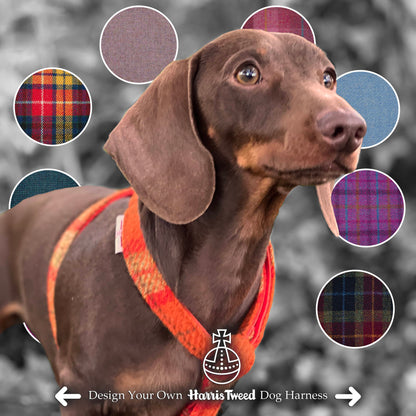 Miniature Dachshund wearing the Orange Harris Tweed Dog Harness by Dash Of Hounds