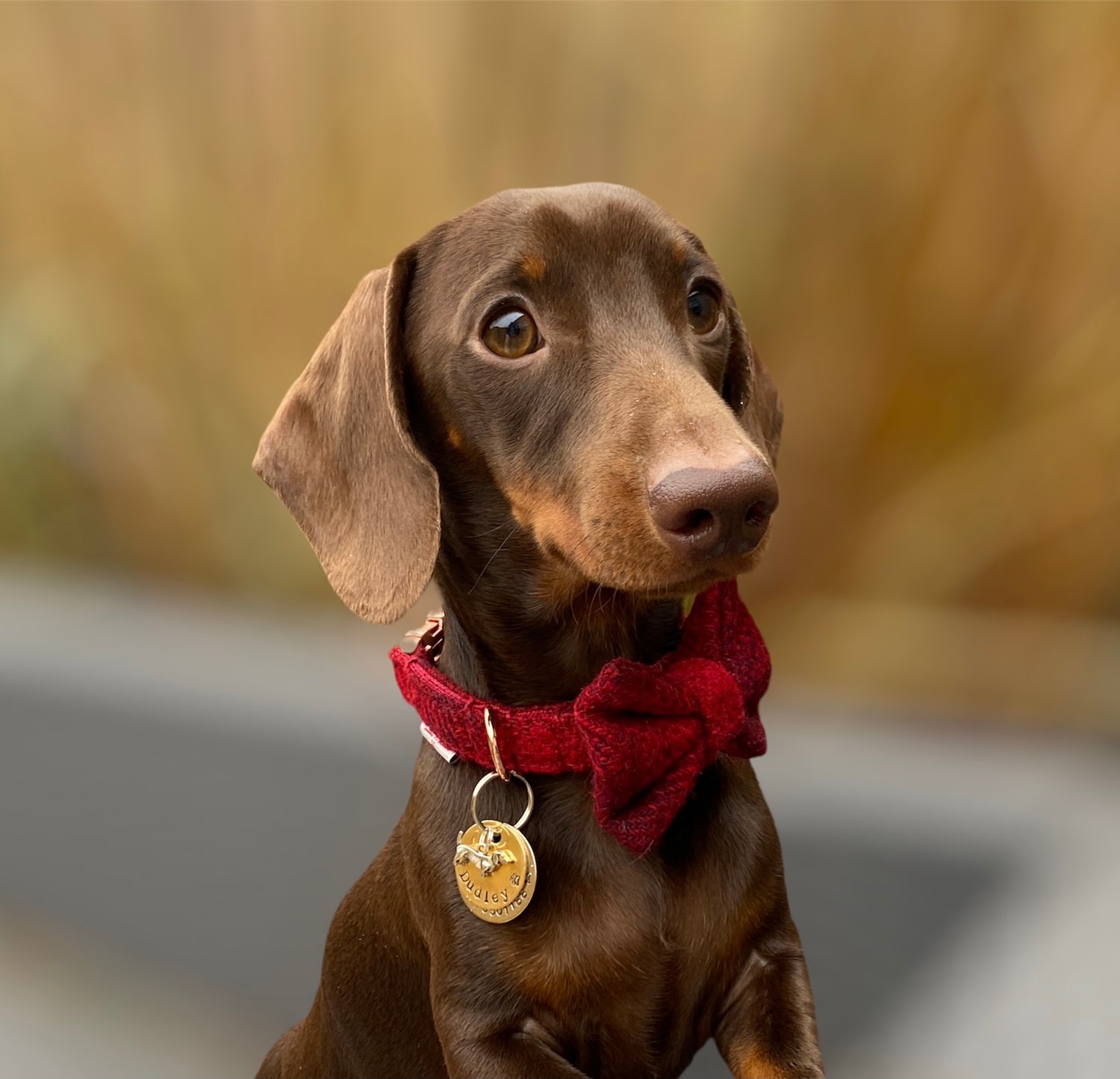 Miniature Dachshund wearing the ruby red Harris Tweed dog collar and bow by Dash Of Hounds