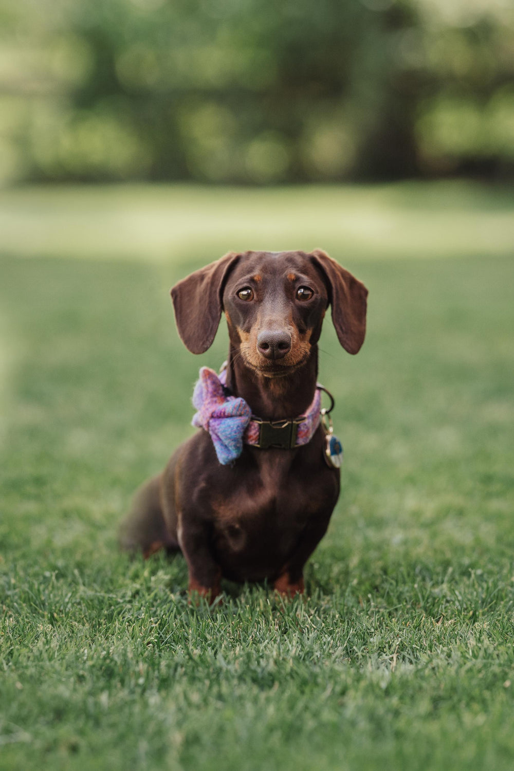 Harris Tweed® Pink Lilac Tweed Dog Collar Bow & Lead Set Dash Of Hounds