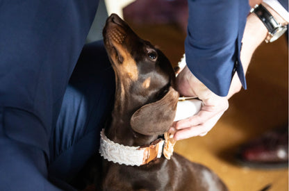 White Lace Wedding Dog Collar Flower and Lead Set Rose Gold Dash Of Hounds