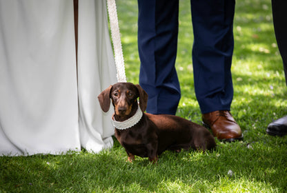 White Lace Wedding Dog Collar Flower and Lead Set Rose Gold Dash Of Hounds