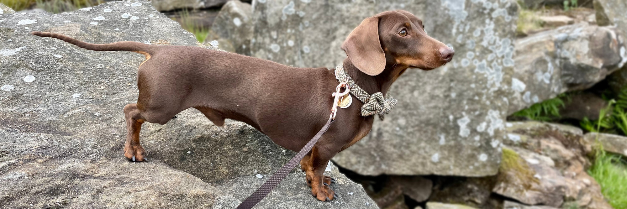 Miniature Dachshund wearing the Harris Tweed® Collar Bow and Lead set with rose gold hardware, Mini Doxie, Sausage Dog, Puppy Harness, Dog Harness, Dog Collar, Weiner Dog, Handmade Harness, Handmade Collar, Dog Bow Tie, Pup, Hunter Co Dog Collars