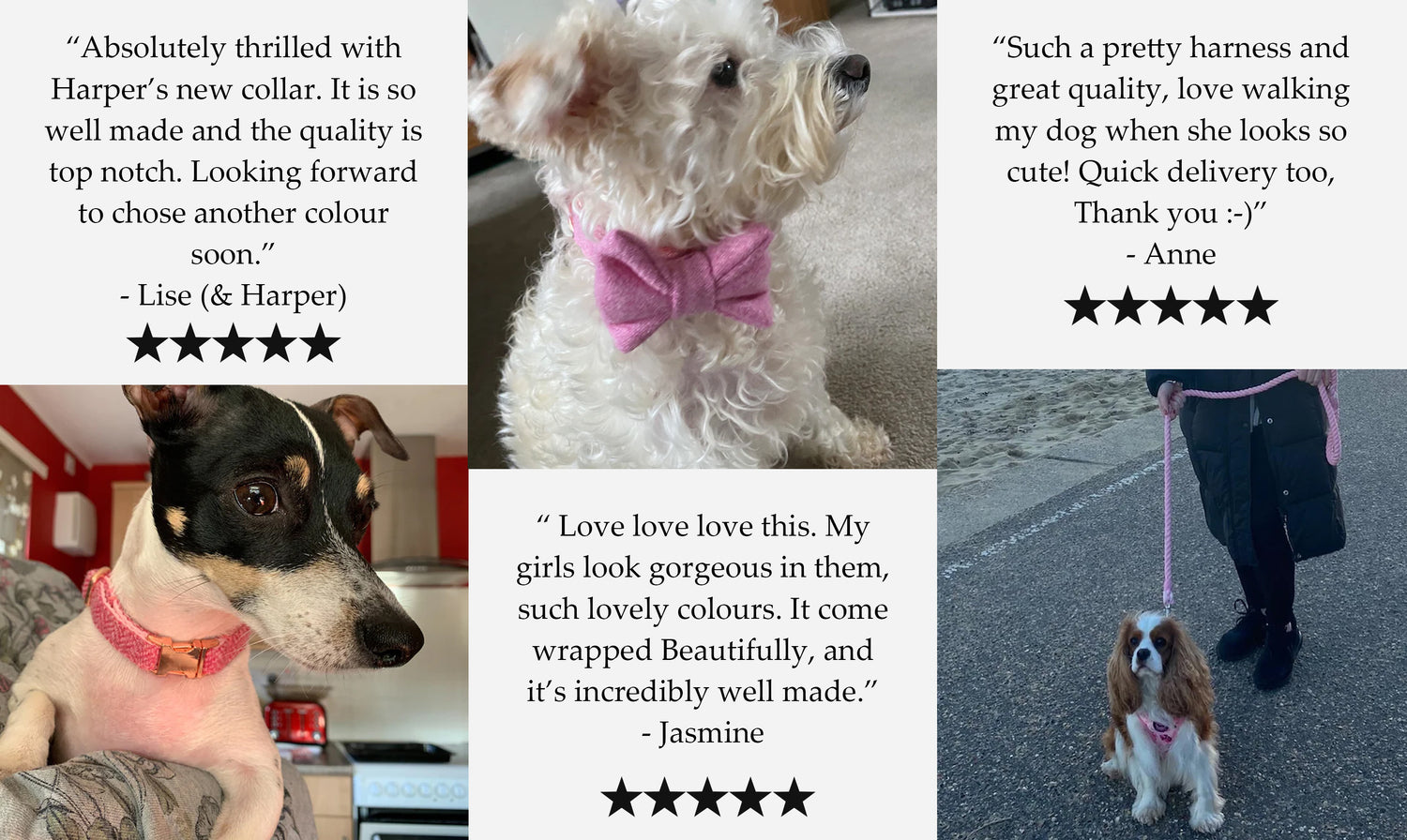 Dash Of Hounds Reviews featuring Jack Russel wearing the raspberry pink Yorkshire Tweed dog collar and bow, West Highland White Terrier wearing the Baby Pink Harris Tweed dog collar handmade by Dash Of Hounds and a Cavalier King Charles Spaniel wearing the pink floral watercolour harness.