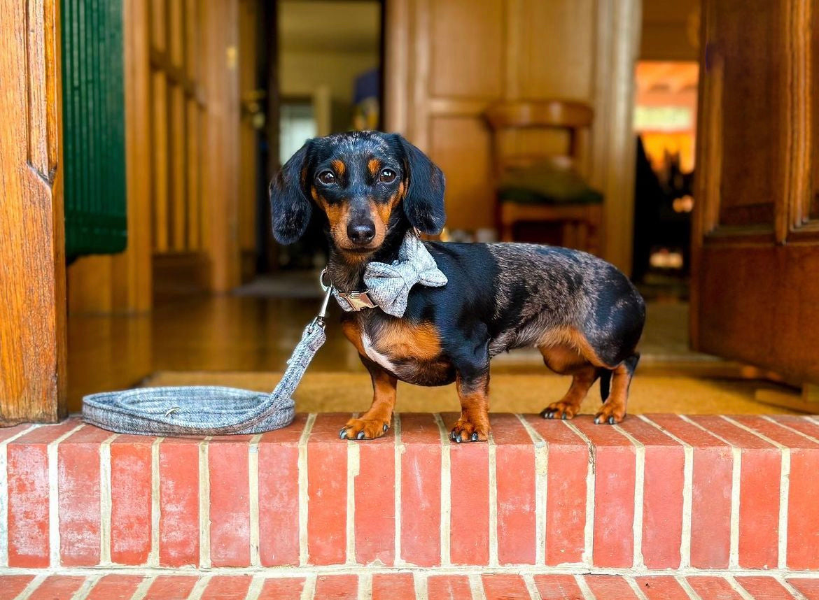 Miniature Dachshund wearing a blue tweed dog collar and bow by Dash Of Hounds