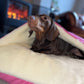 Pink Velvet Snuggle Cave Dog Bed Hunter & Co.