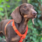 Orange Khaki Harris Tweed® Dog Harness Hunter & Co.