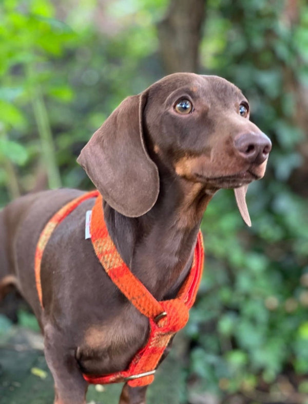 Orange Khaki Harris Tweed® Dog Harness Hunter & Co.