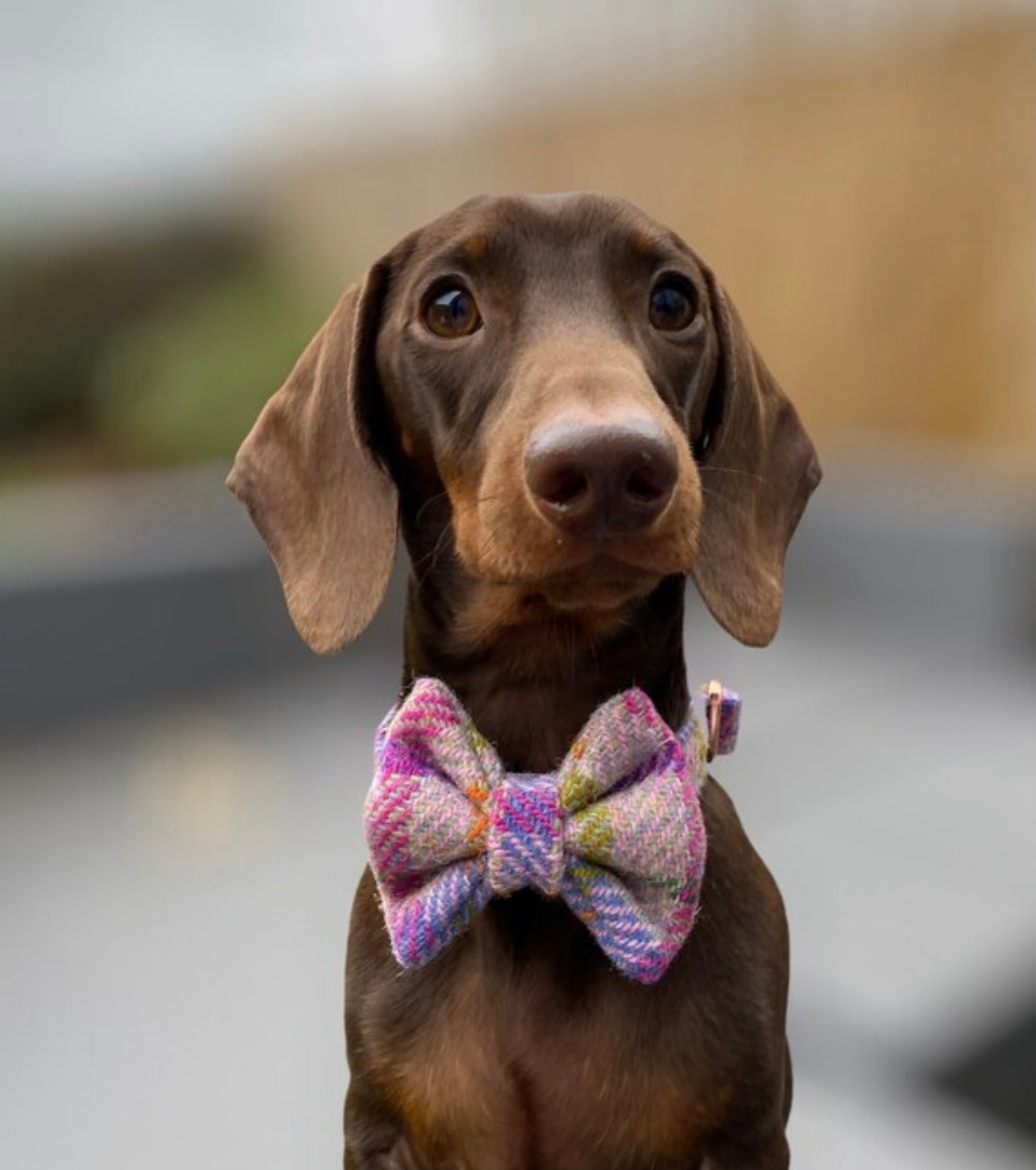 Harris Tweed Pastel Pink Dog Collar Bow Lead Set