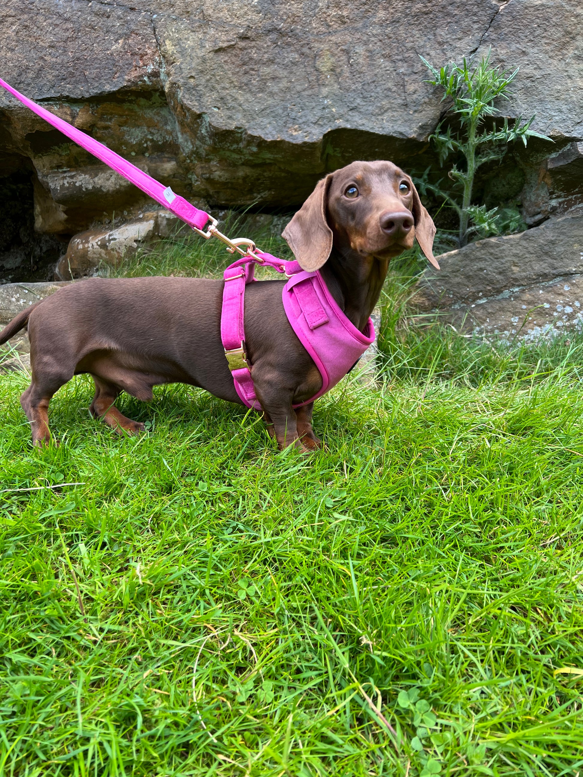 Gold sales dog harness