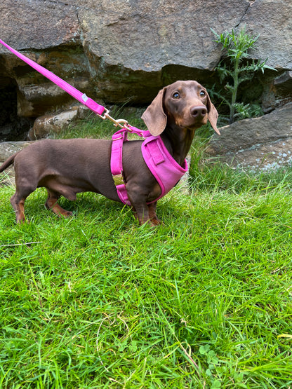 Luxury Pink Velvet and Rose Gold Dog Harness Hunter & Co.