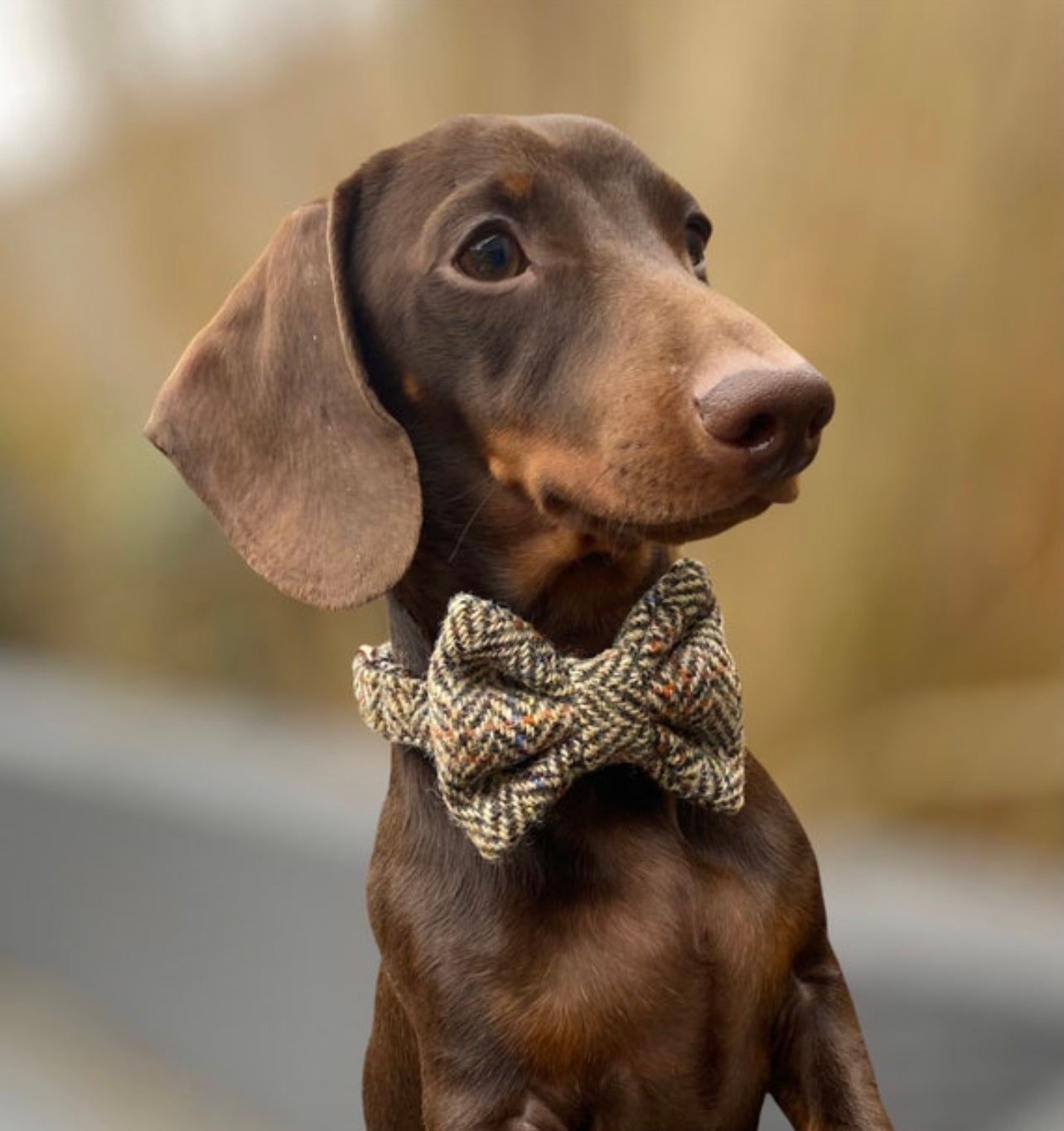 Harris Tweed® Heritage Brown Herringbone Dog Collar Bow & Lead Set Hunter & Co.
