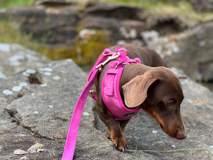 Luxury Pink Velvet and Rose Gold Dog Harness Hunter & Co.