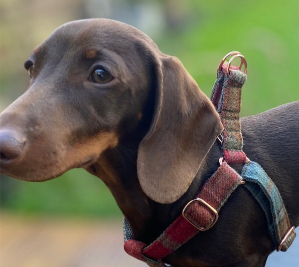 Autumn Khaki Tweed Dog Harness Hunter & Co.