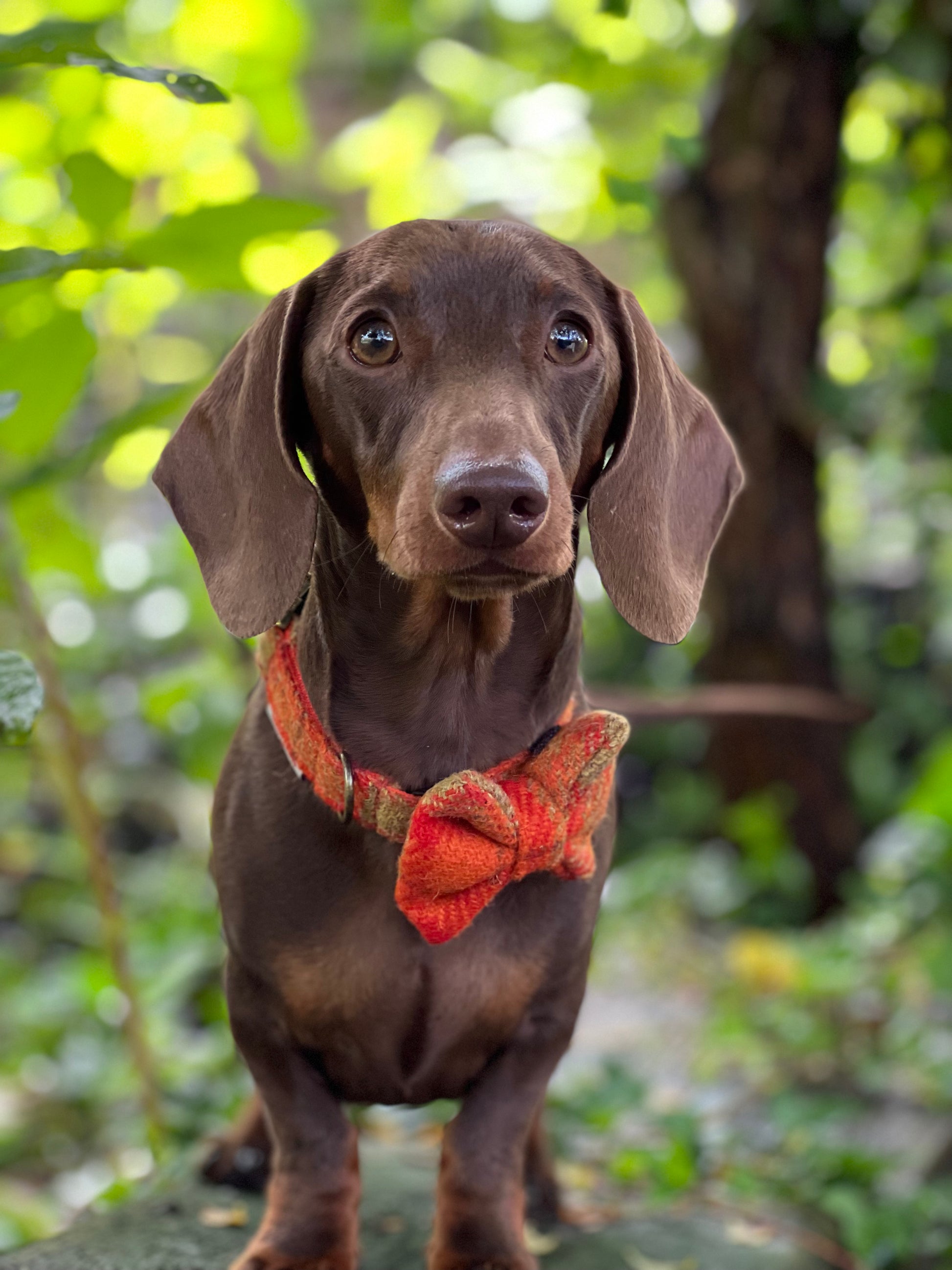 Harris Tweed® Orange Khaki Tweed Dog Collar Bow & Lead Set Hunter & Co.