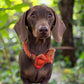 Harris Tweed® Orange Khaki Tweed Dog Bow Hunter & Co.