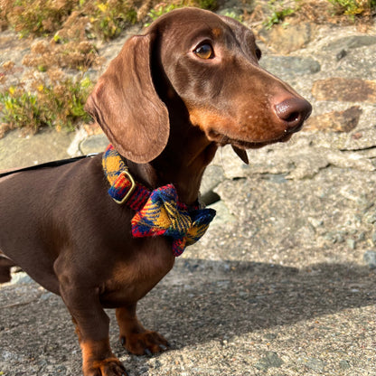 Harris Tweed® Yellow Blue Red Tartan Check Tweed Dog Collar Bow & Lead Set Hunter & Co.